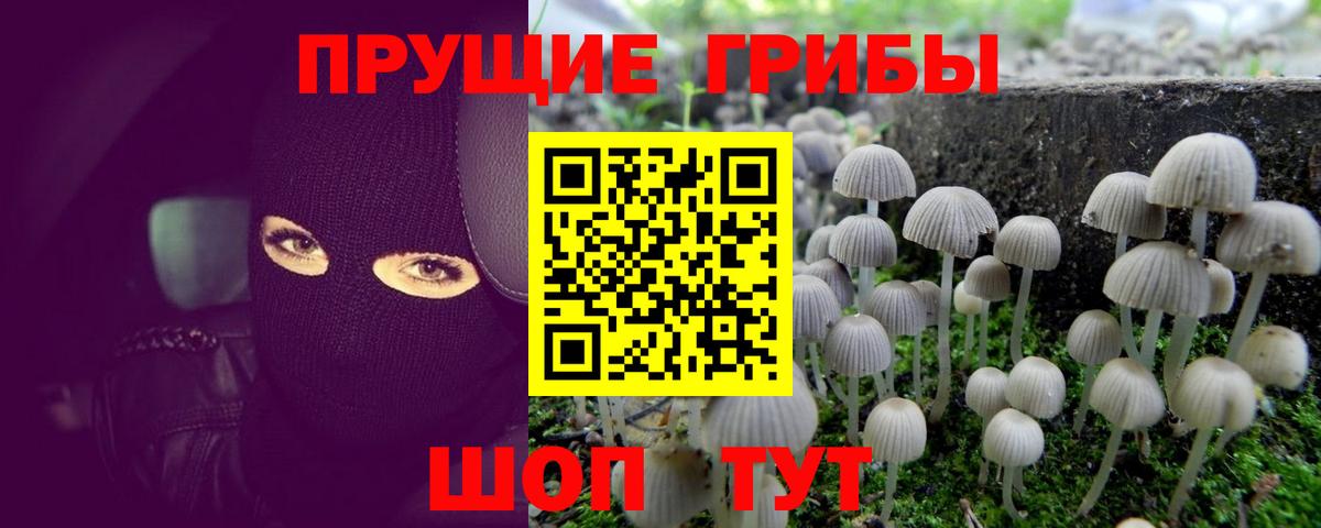 Псилоцибиновые грибы Cubensis Омск